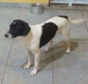 Cachorro raça Vira lata idade 2 anos nome Billy