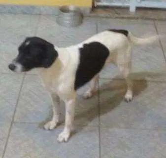 Cachorro ra a Vira lata idade 2 anos nome Billy