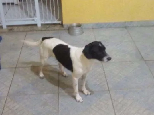 Cachorro ra a Vira lata idade 2 anos nome Billy