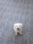 billy