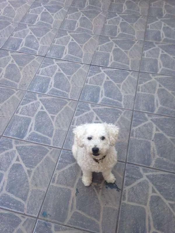 Cachorro ra a Poodle idade 3 anos nome billy