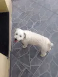 billy