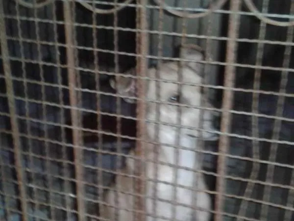 Cachorro raça Misturado. .. idade 3 anos nome Simba