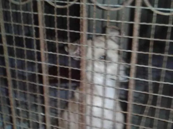 Cachorro raça Misturado. .. idade 3 anos nome Simba