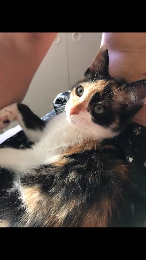 Gato ra a  idade 2 a 6 meses nome Brisa 