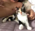 Brisa 