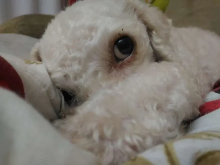 Cachorro ra a Poodle idade 3 anos nome Estopinha