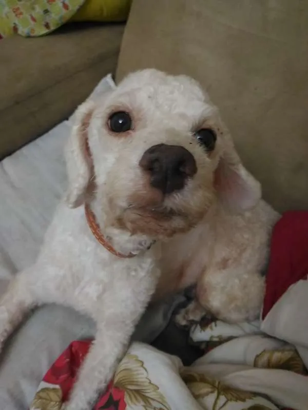 Cachorro ra a Poodle idade 3 anos nome Estopinha