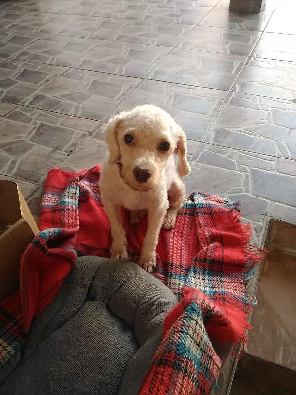 Cachorro ra a Poodle idade 3 anos nome Estopinha