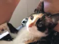 Brisa 
