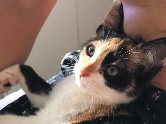 Gato ra a  idade 2 a 6 meses nome Brisa 