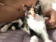 Brisa 