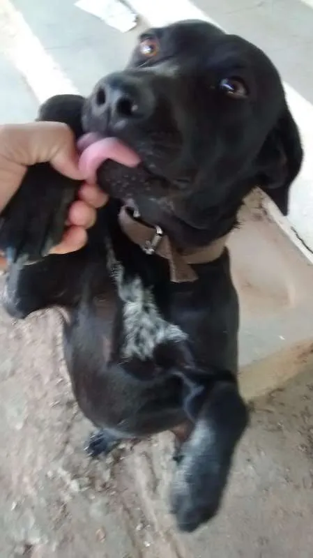 Cachorro raça vira lata idade 1 ano nome brad