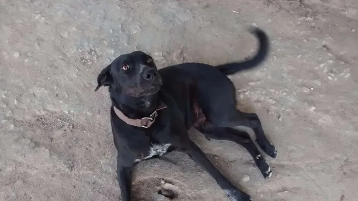 Cachorro raça vira lata idade 1 ano nome brad