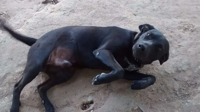 Cachorro raça vira lata idade 1 ano nome brad