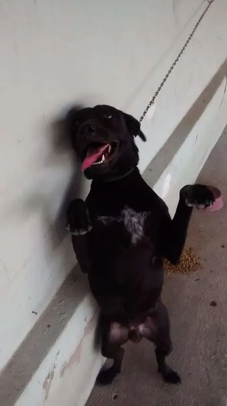 Cachorro raça vira lata idade 1 ano nome brad