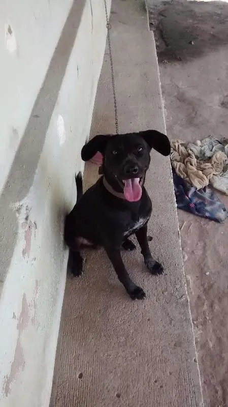 Cachorro raça vira lata idade 1 ano nome brad