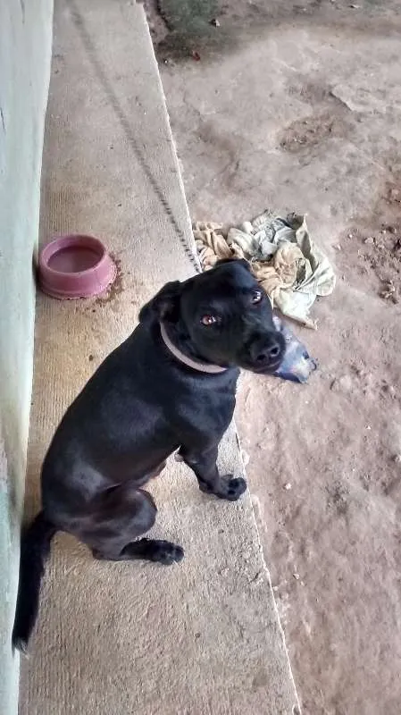 Cachorro raça vira lata idade 1 ano nome brad