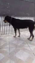 Cachorro raça Mestiça Rotweiller idade 4 anos nome Hanna