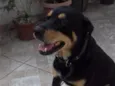 Cachorro raça Mestiça Rotweiller idade 4 anos nome Hanna