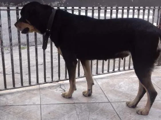 Cachorro raça Mestiça Rotweiller idade 4 anos nome Hanna