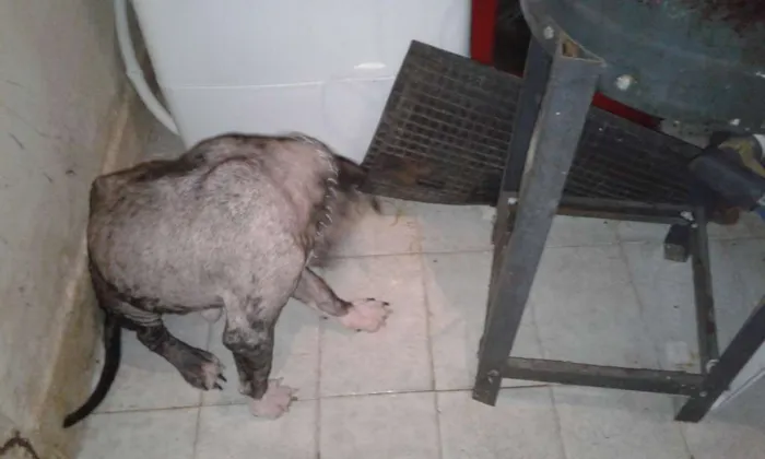 Cachorro raça bit Bull  idade 1 ano nome Max