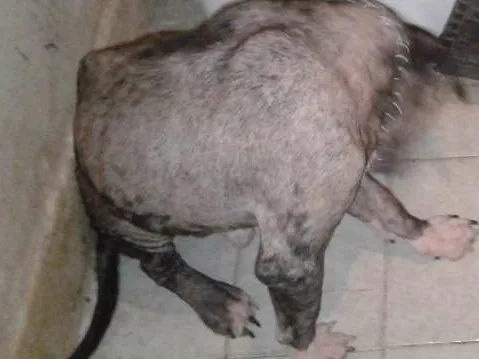 Cachorro raça bit Bull  idade 1 ano nome Max