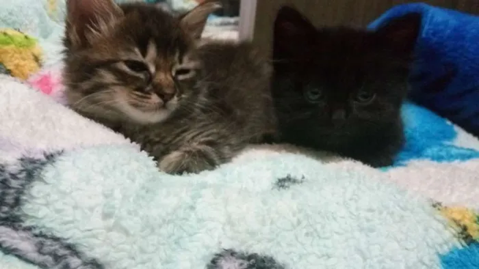 Gato ra a Indefinida  idade 2 a 6 meses nome Não tem nome 