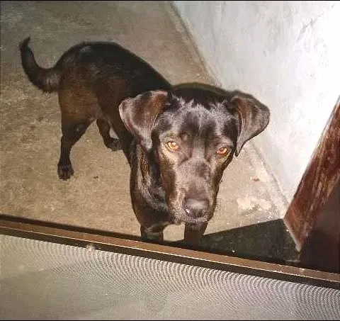 Cachorro ra a SRD idade 1 ano nome PRETOLINO