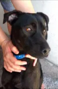 PRETOLINO