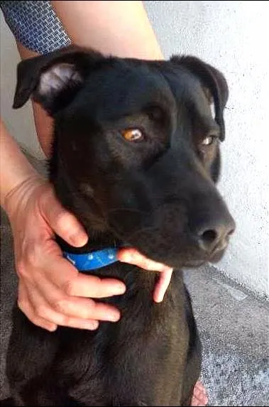 Cachorro ra a SRD idade 1 ano nome PRETOLINO