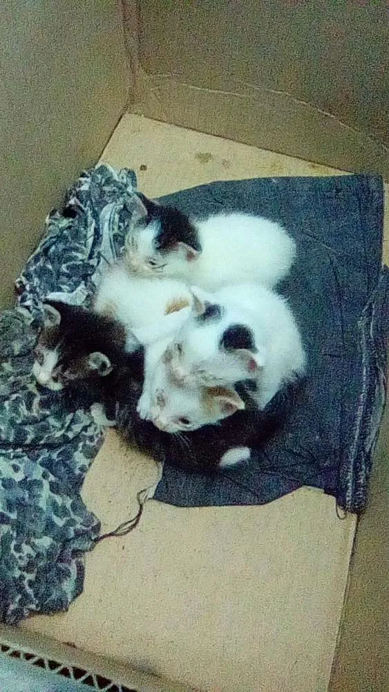 Gato ra a Nao Identifiquei Ainda idade Abaixo de 2 meses nome Sem Nome