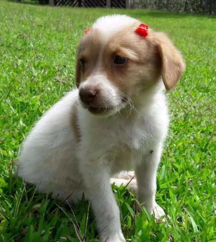 Cachorro ra a SRD idade Abaixo de 2 meses nome Mia