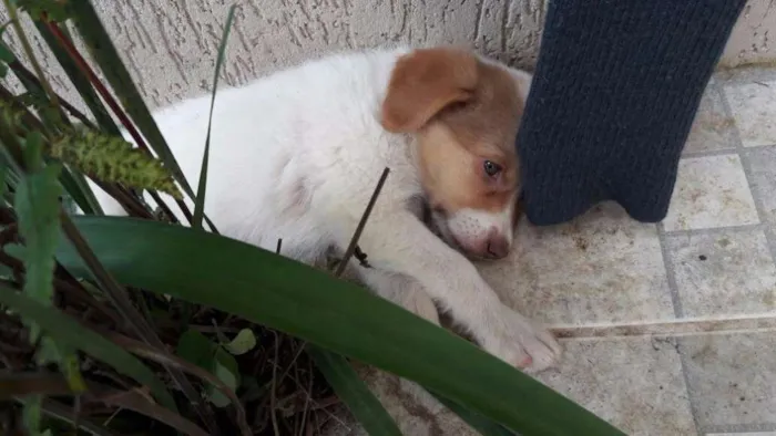 Cachorro ra a SRD idade Abaixo de 2 meses nome Mia