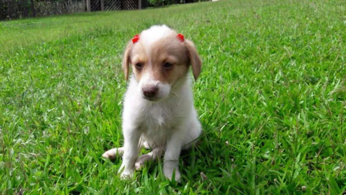 Cachorro ra a SRD idade Abaixo de 2 meses nome Mia