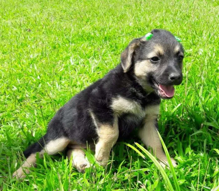 Cachorro ra a SRD idade Abaixo de 2 meses nome Nancy