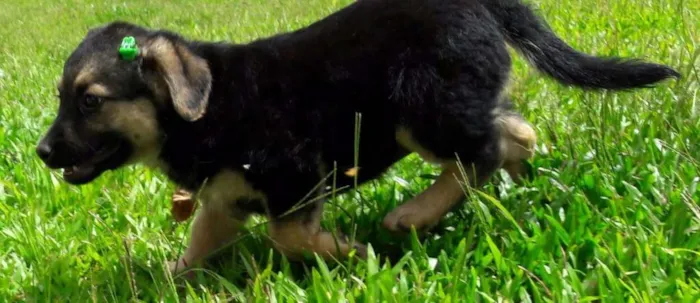 Cachorro ra a SRD idade Abaixo de 2 meses nome Nancy