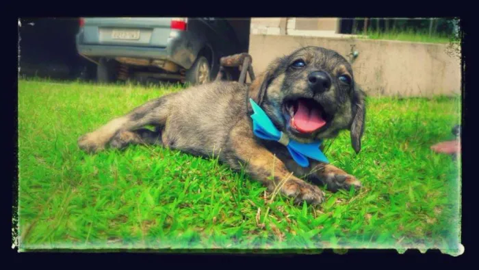 Cachorro ra a SDR idade Abaixo de 2 meses nome Bartolomeu