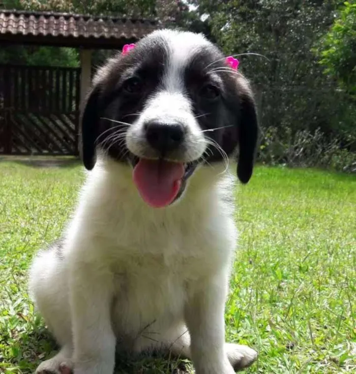 Cachorro ra a SDR idade Abaixo de 2 meses nome Linda