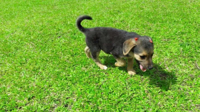 Cachorro ra a SRD idade Abaixo de 2 meses nome Margot