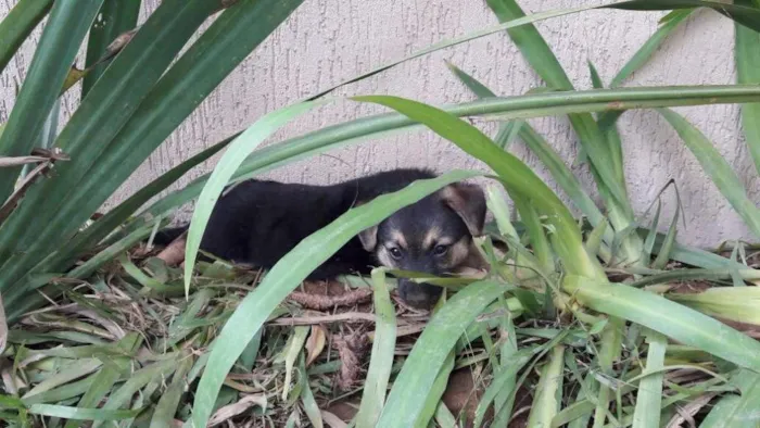 Cachorro ra a SRD idade Abaixo de 2 meses nome Margot