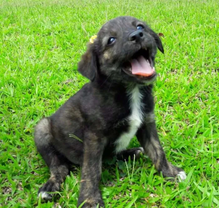 Cachorro ra a SRD idade Abaixo de 2 meses nome Nina