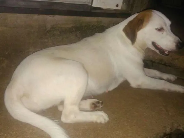 Cachorro ra a Mestiça idade 2 anos nome Jhuly