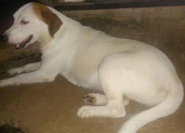 Cachorro ra a Mestiça idade 2 anos nome Jhuly