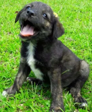 Cachorro raça SRD idade Abaixo de 2 meses nome Nina