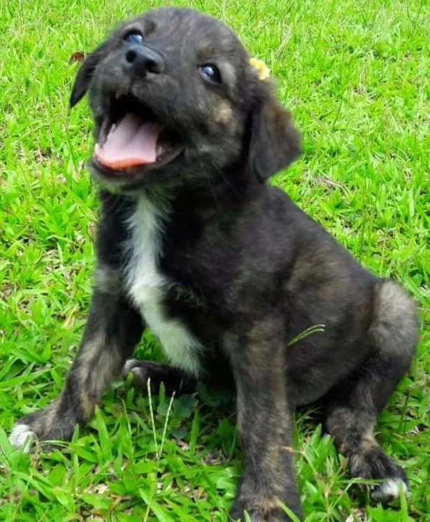 Cachorro ra a SRD idade Abaixo de 2 meses nome Nina