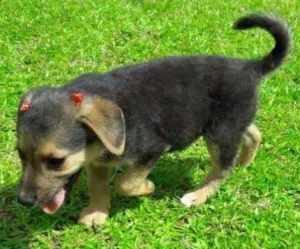 Cachorro raça SRD idade Abaixo de 2 meses nome Margot