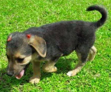 Cachorro ra a SRD idade Abaixo de 2 meses nome Margot
