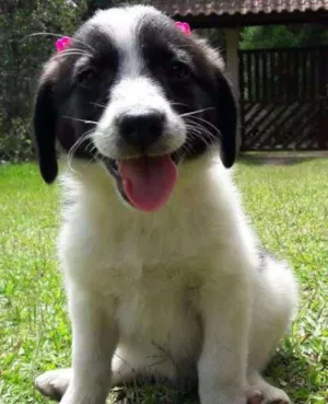 Cachorro raça SDR idade Abaixo de 2 meses nome Linda