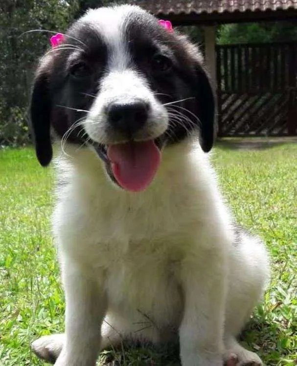 Cachorro ra a SDR idade Abaixo de 2 meses nome Linda